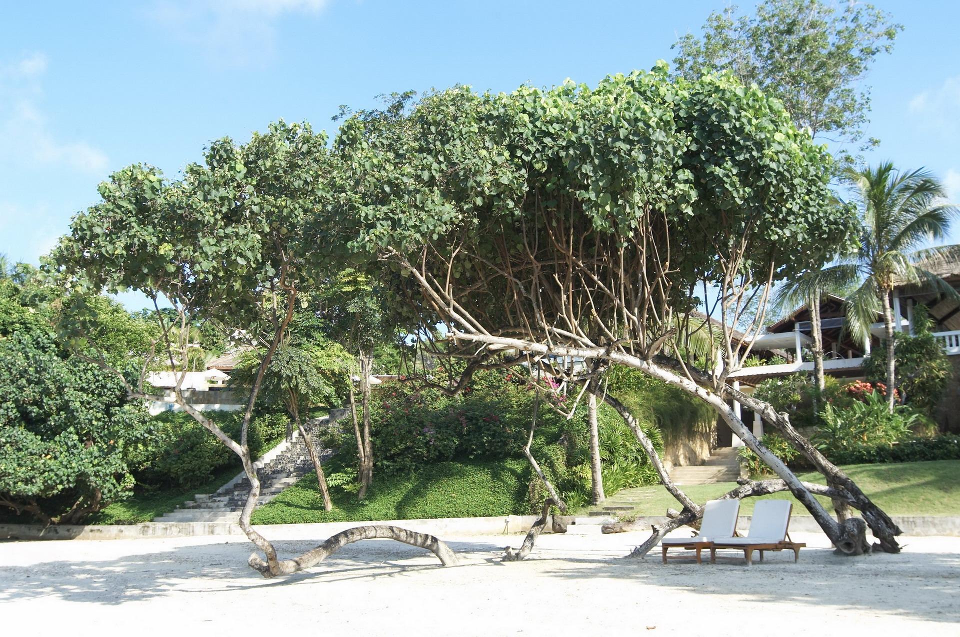 Chandara & Spa, - Sha 4*