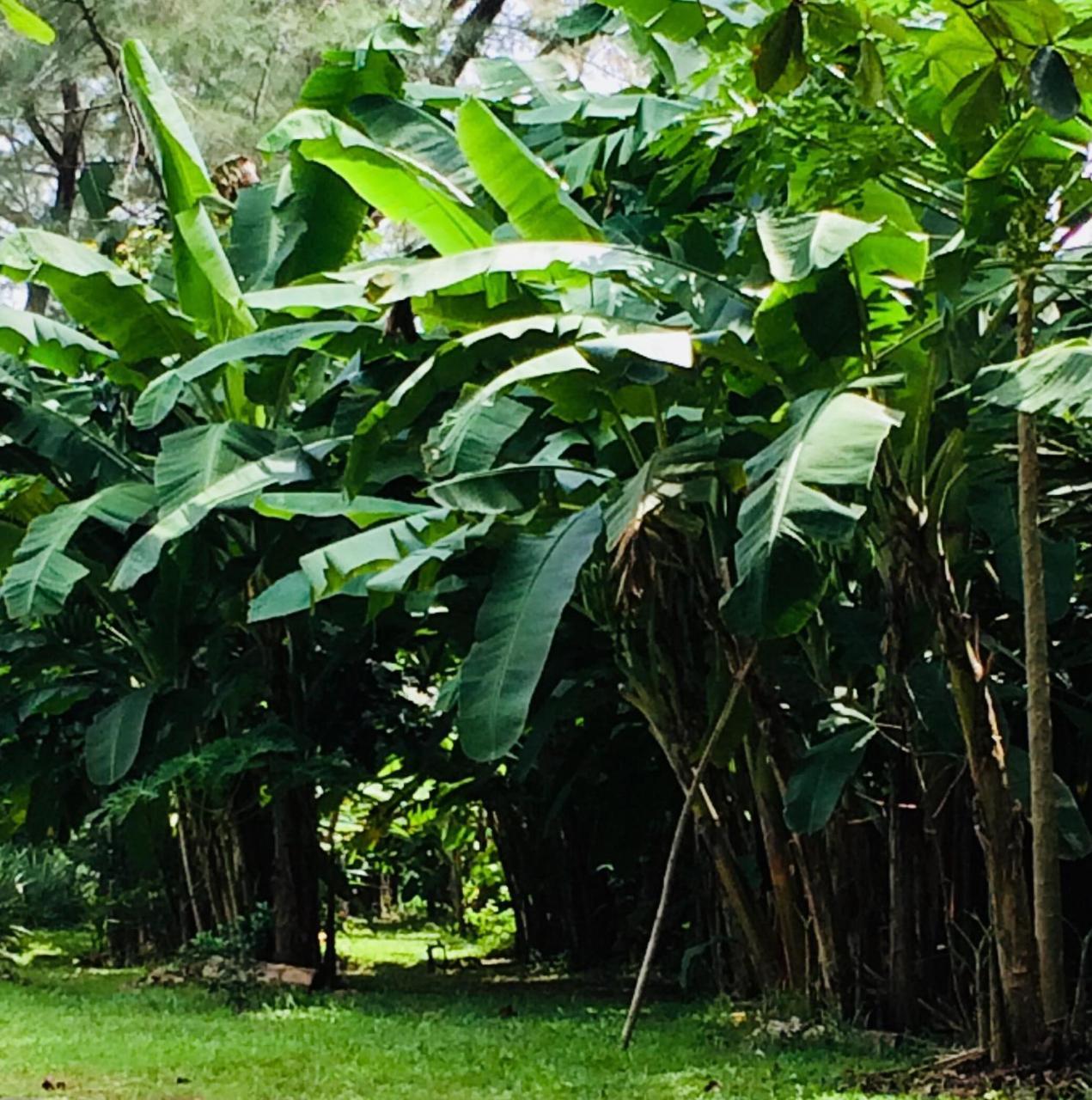 Layan Natural Bungalow 2* Phuket